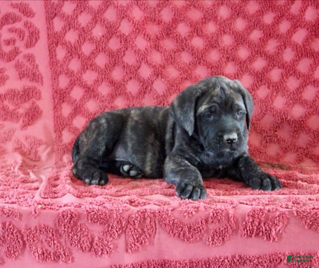 English Mastiff dogs Rambo - Ad 18