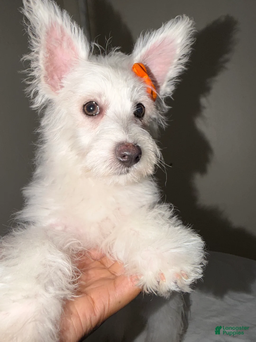 Westiepoo dogs for sale: Snowflake  - Ad 2