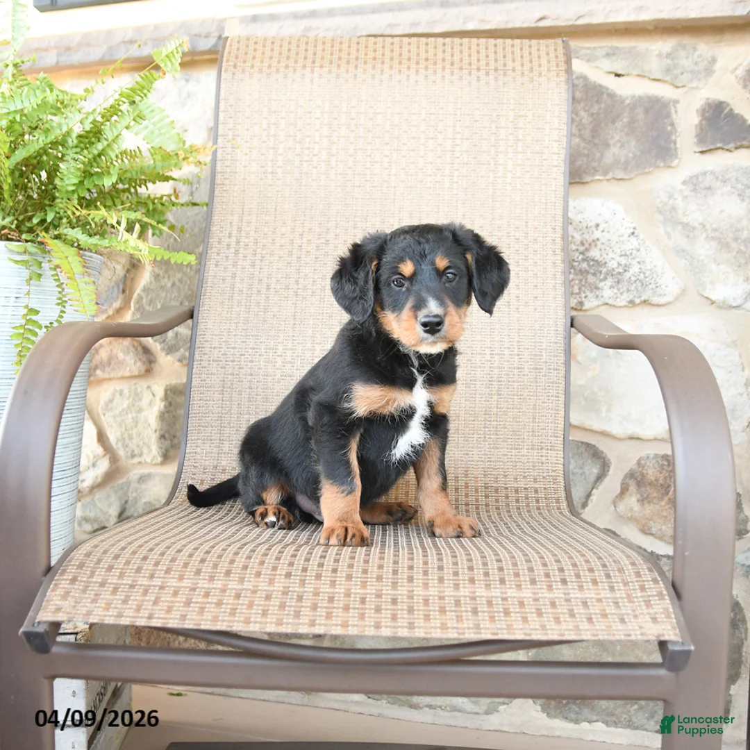 Mixed Breed dogs for sale: Paddington - Ad 3