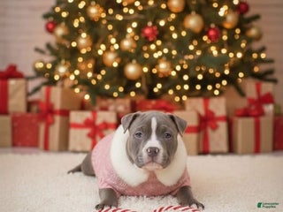 American Bully dogs Nitara - Ad 2