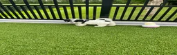 Mini Bernedoodle dogs for sale: Violet tiny/ toy - Ad 4