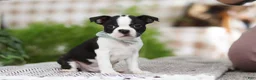 Boston Terrier dogs for sale: Bluey - Ad 6