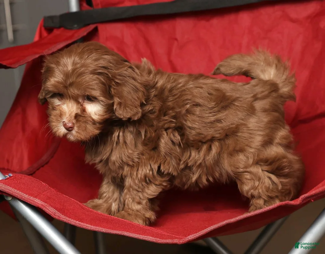 Havapoo dogs for sale: Stacy - Ad 8