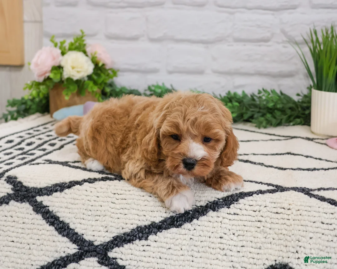 Cavapoo dogs for sale: Latte - Ad 2