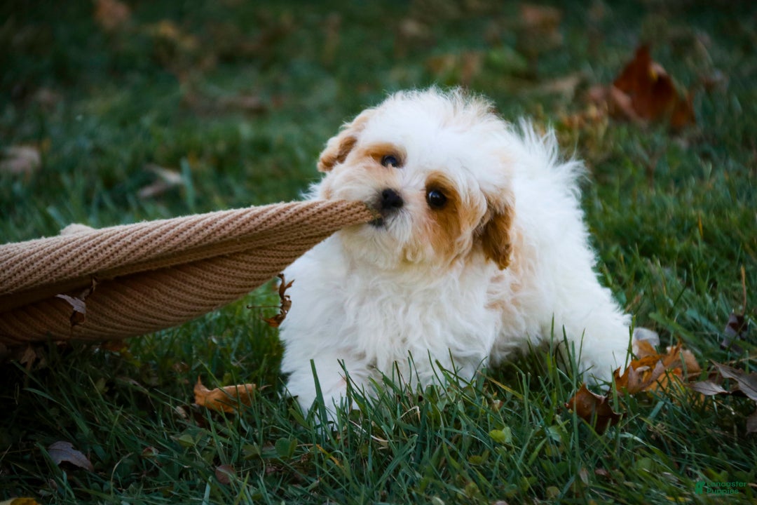 Shihpoo dogs for sale: Fargo - Ad 3