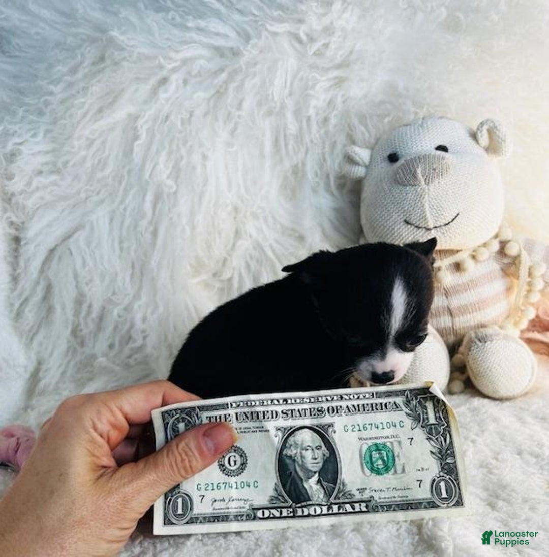 Chihuahua dogs for sale: Cherry - Ad 2