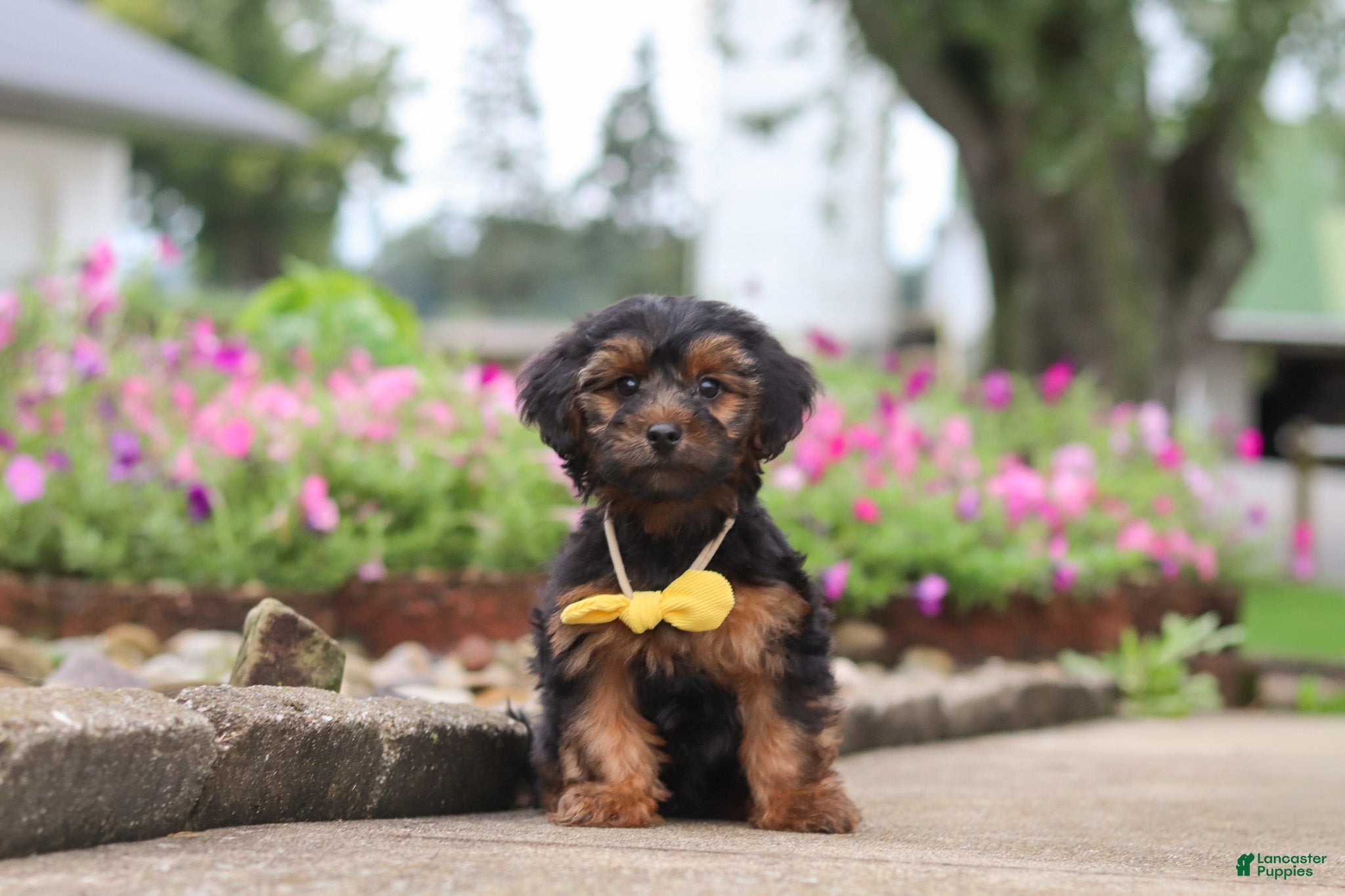 Peter, Yorkiepoo