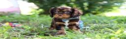 Cavalier King Charles Spaniel dogs for sale: Mudslide - Ad 4