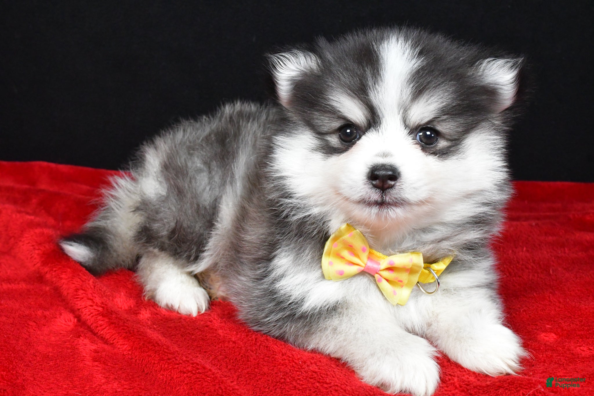 Pomsky dogs Jake - Ad 1