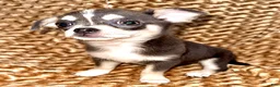 Chihuahua dogs for sale: blue tri - Ad 1
