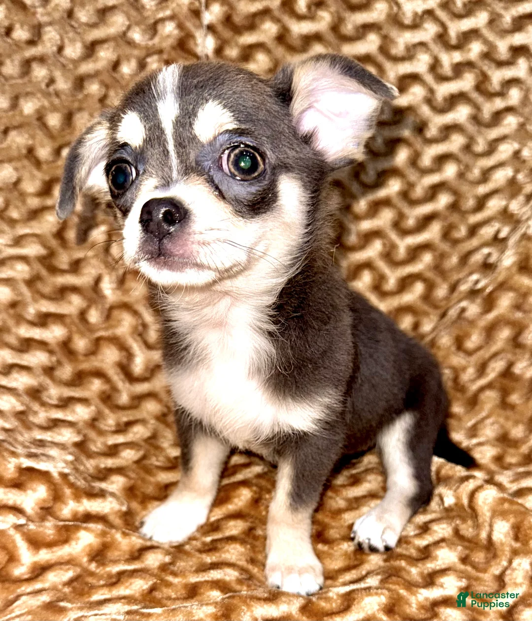 Chihuahua dogs for sale: blue tri - Ad 1
