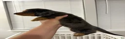 Miniature Dachshund dogs for sale: Miniature Dachshund Puppy 2 - Ad 4