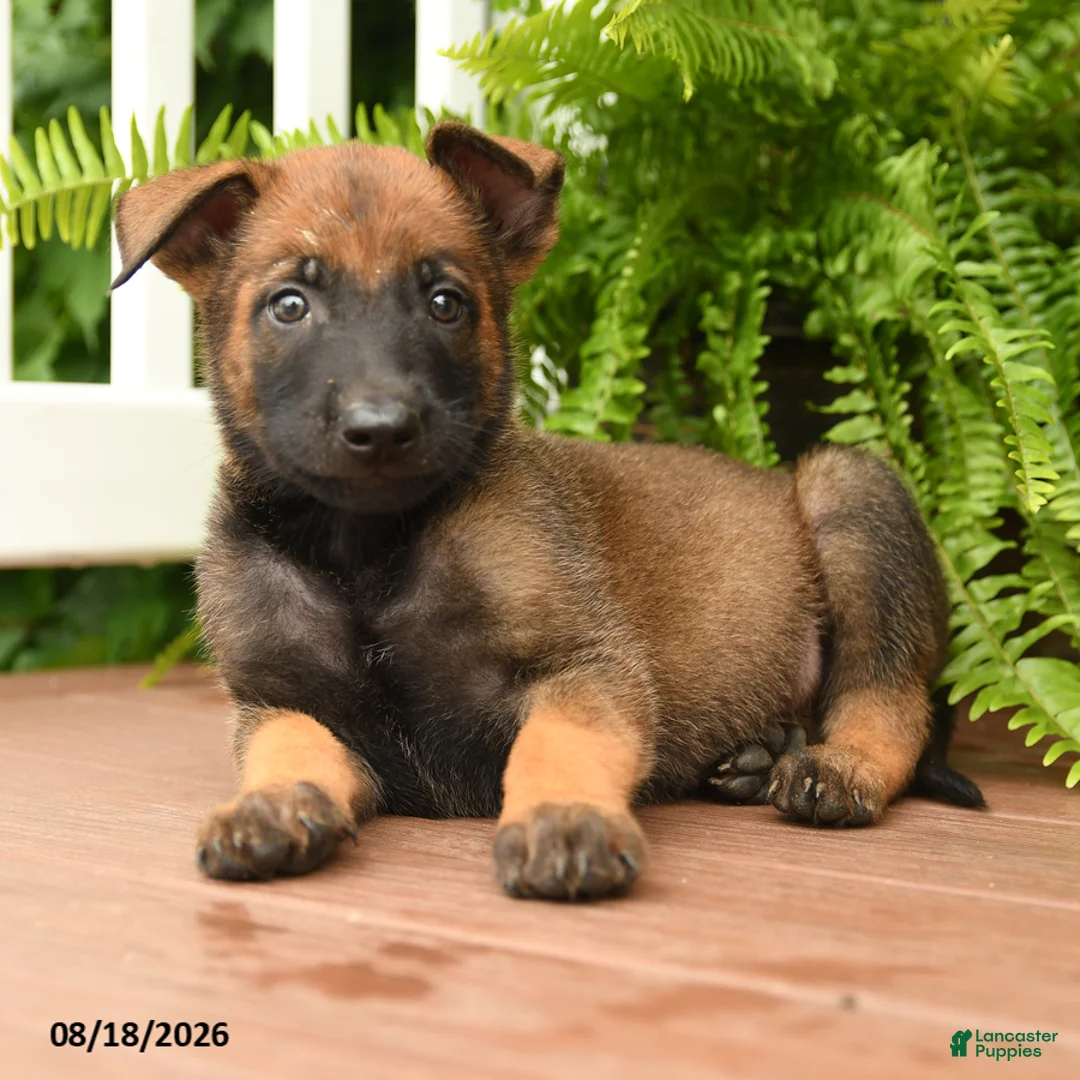 Belgian Malinois dogs for sale: Ulysses - Ad 3