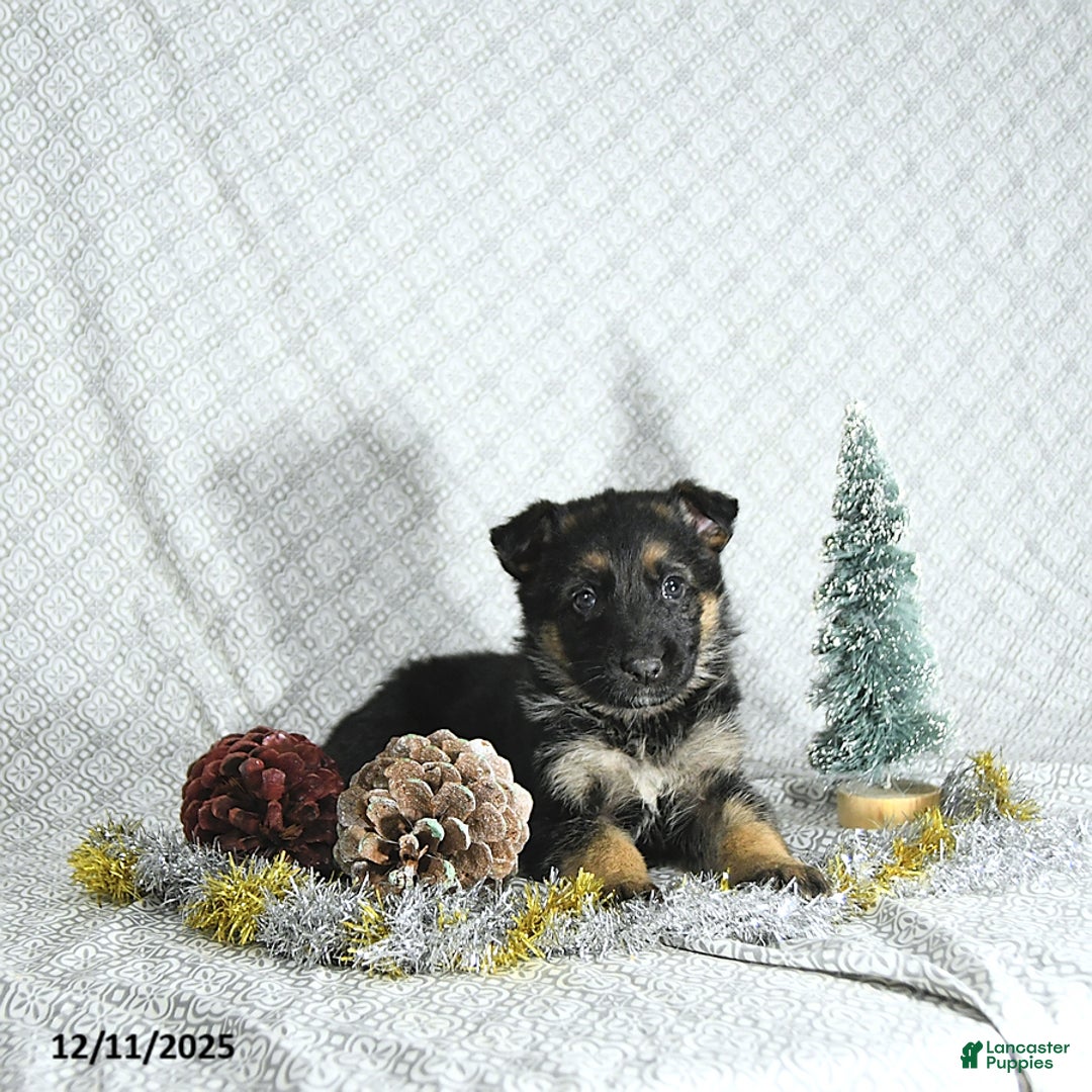 German Shepherd dogs for sale: Bella   - Ad 4