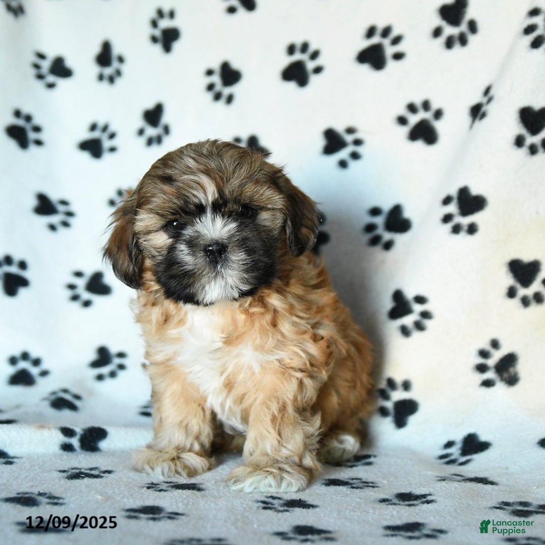 Shihpoo dogs for sale: Mohawk - Ad 2