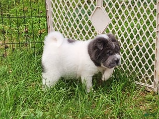 Shar Pei dogs - Ad 3