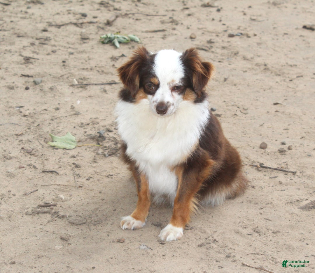 Toy Australian Shepherd dogs for sale: Toy Australian Shepherd Puppy 2 - Ad 3