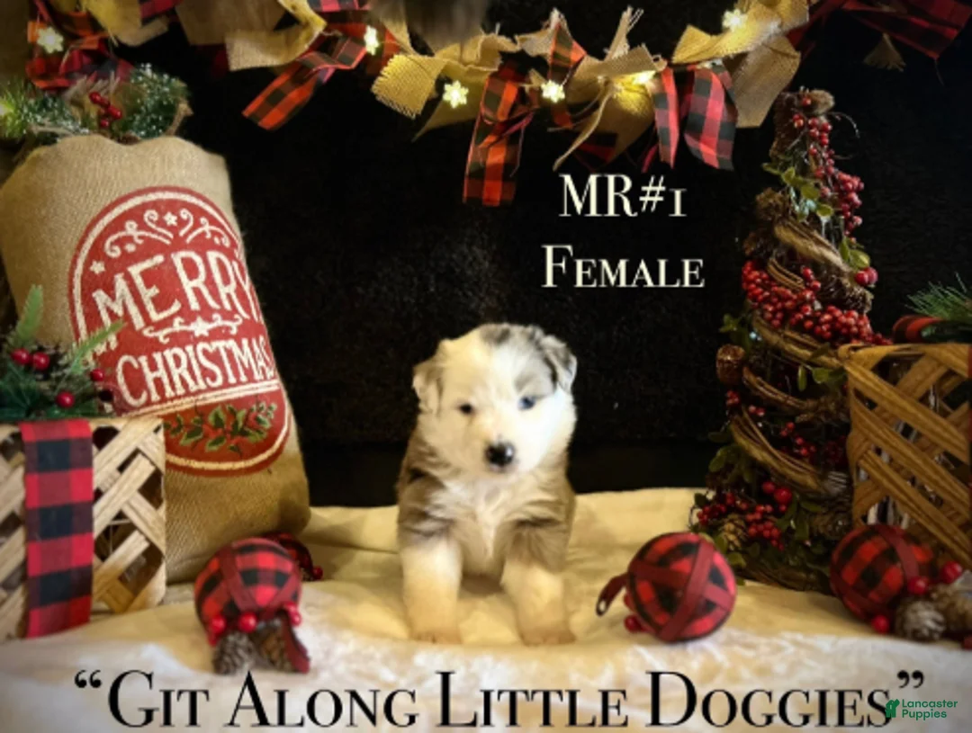 Australian Shepherd dogs for sale: MR#1 - Ad 2