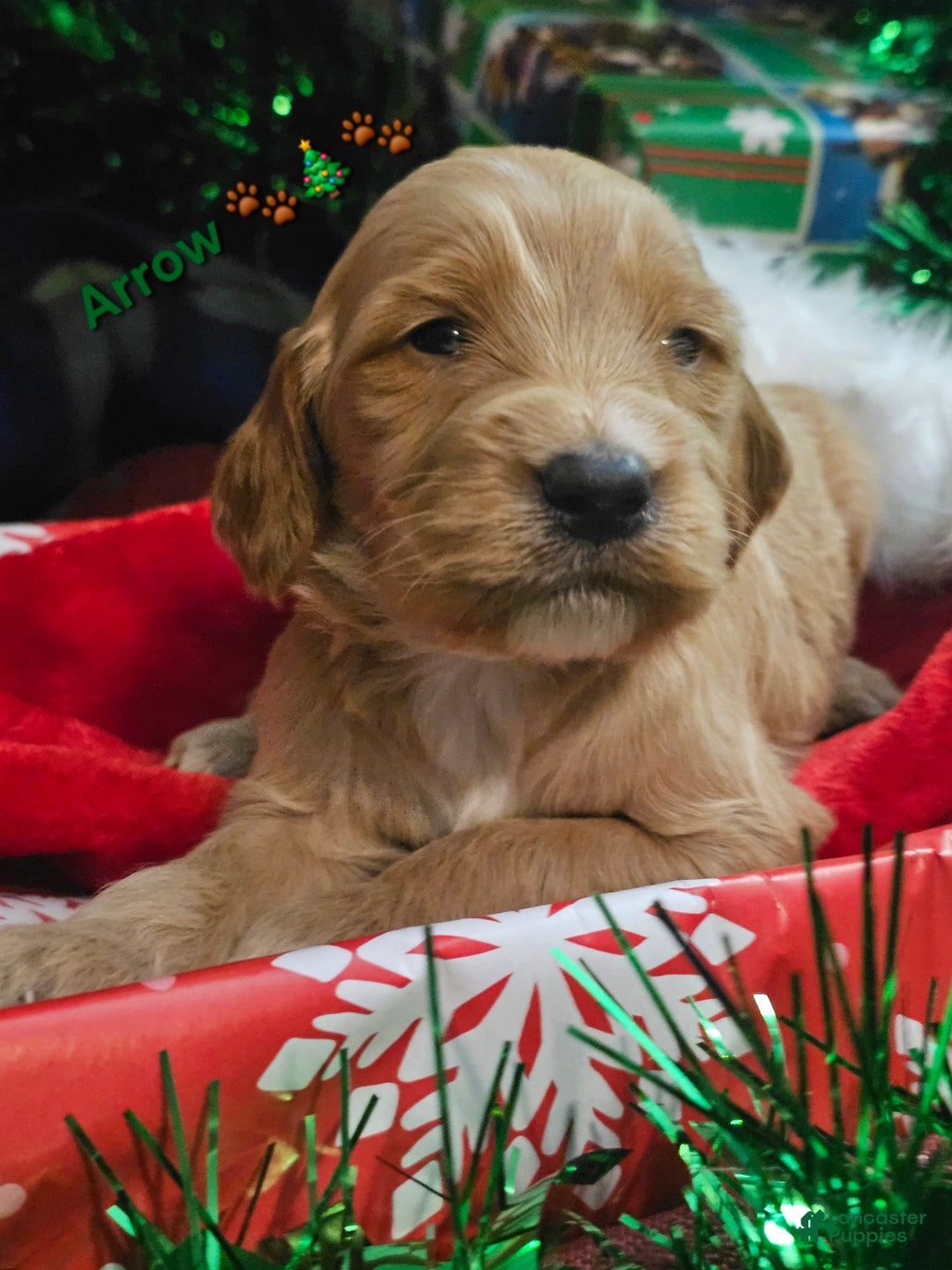 Goldendoodle dogs for sale: Arrow  - Ad 1