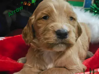 Goldendoodle dogs Arrow - Ad 35