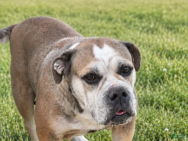 Olde English Bulldogge dogs for sale: Kathy - Ad 2