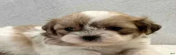 Shih Tzu dogs for sale: Gene - Ad 1