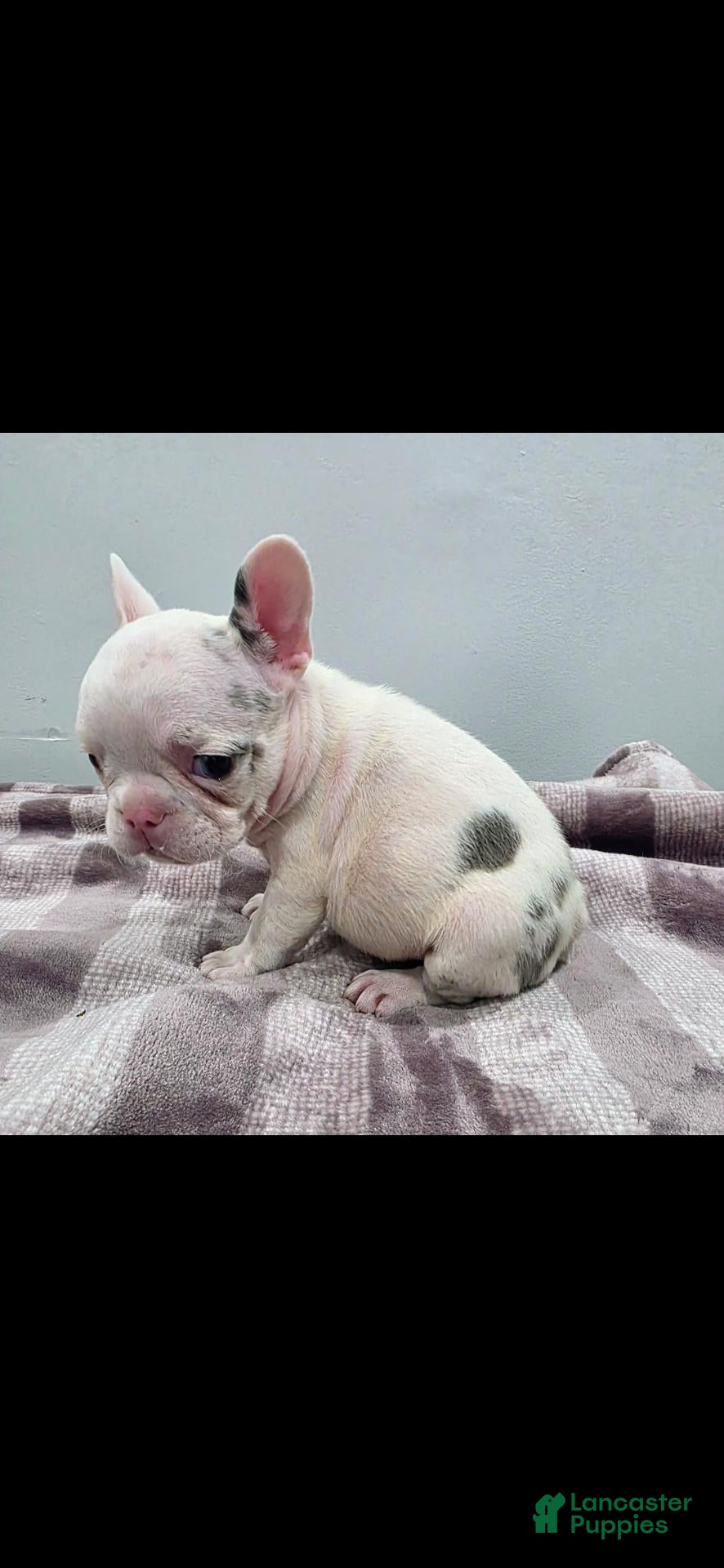 French Bulldog dogs for sale: Siri - Ad 1