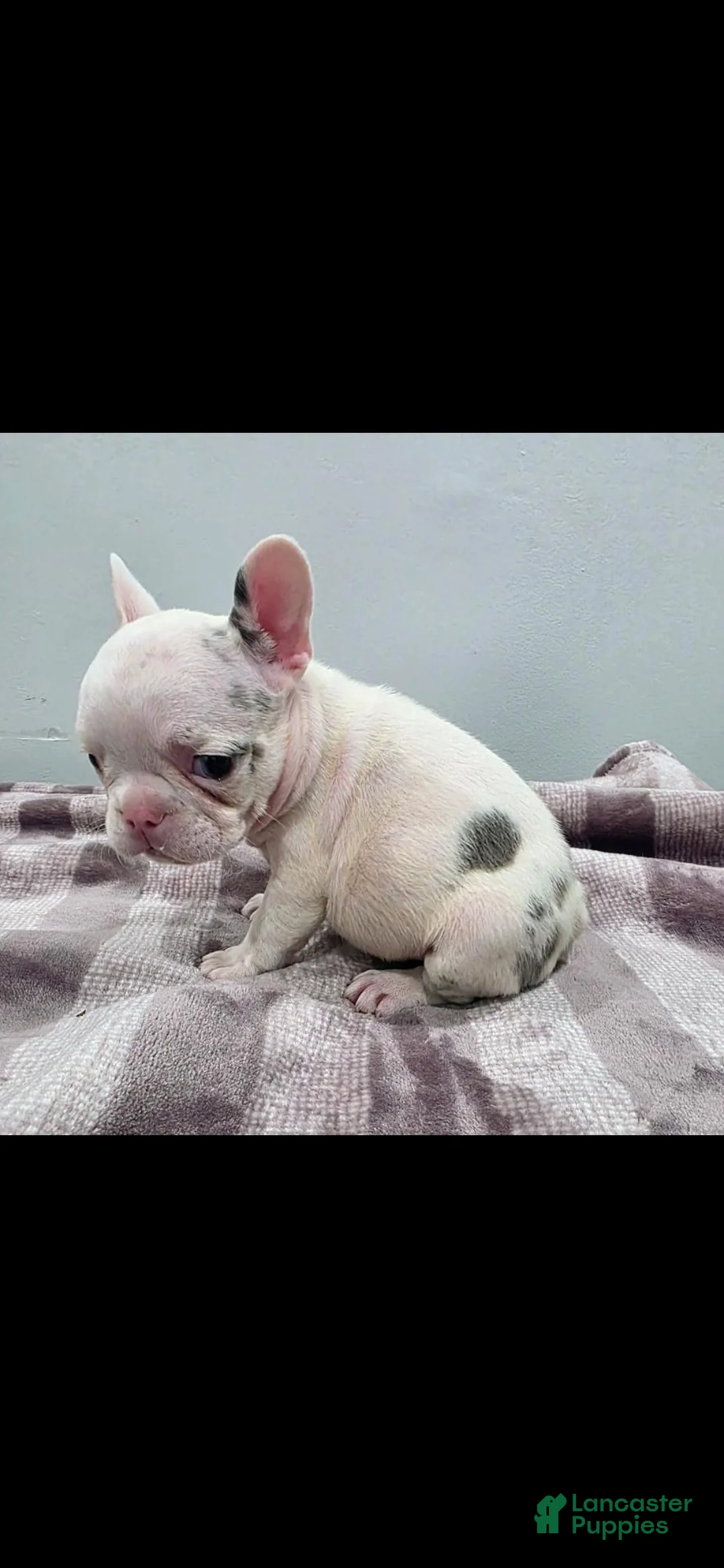 French Bulldog dogs for sale: Siri - Ad 1