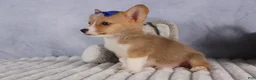 Welsh Corgi Pembroke dogs for sale: Charlie 🐾💙 - Ad 13
