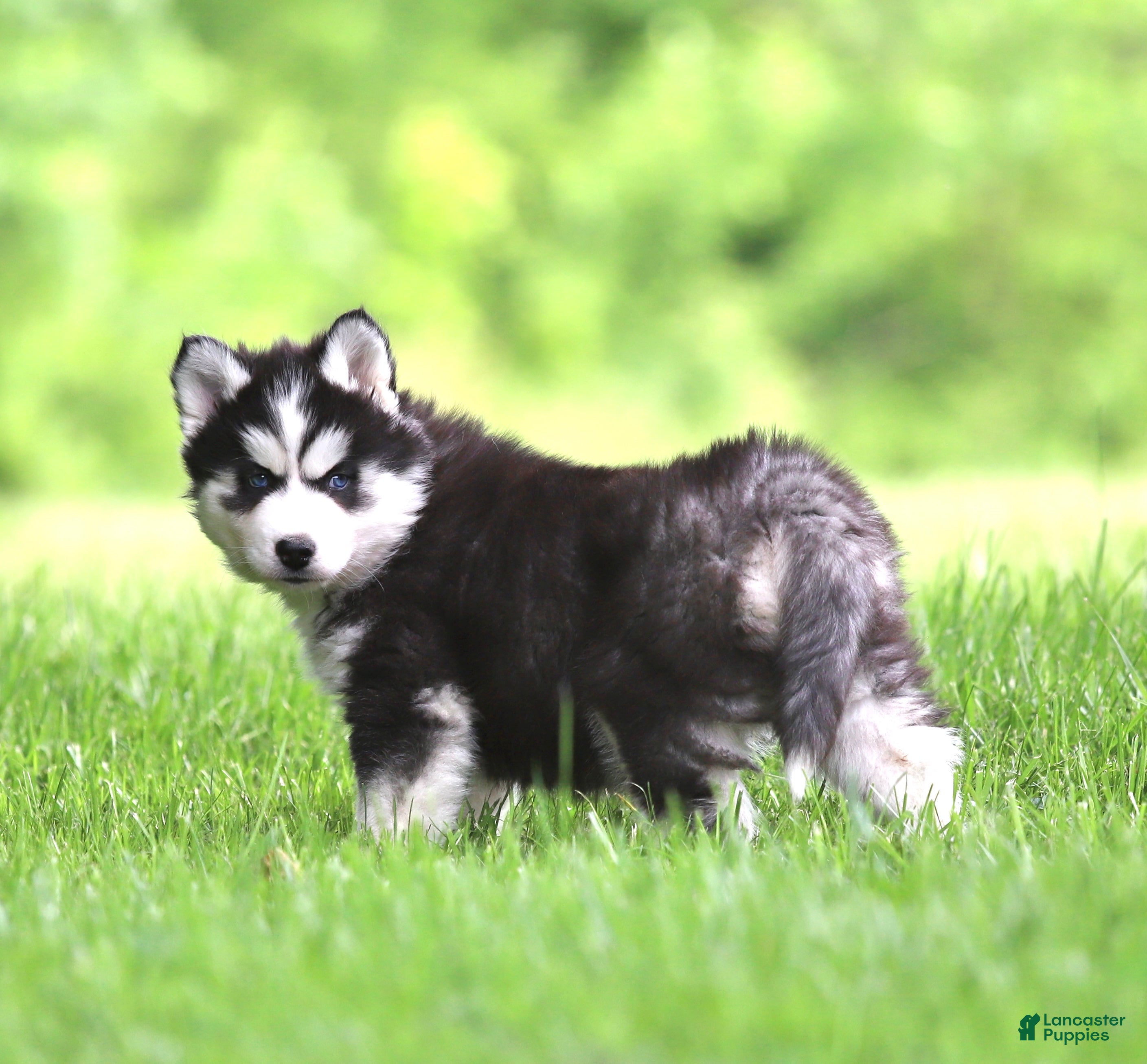 Siberian Husky dogs for sale: Bridget - Ad 4
