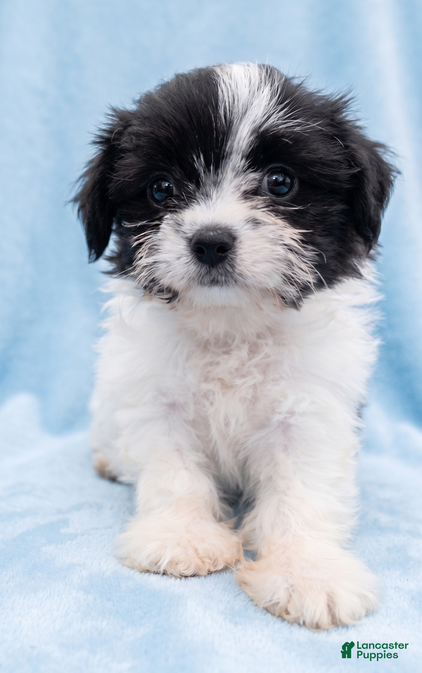 Mixed Breed dogs Bruno - Ad 1