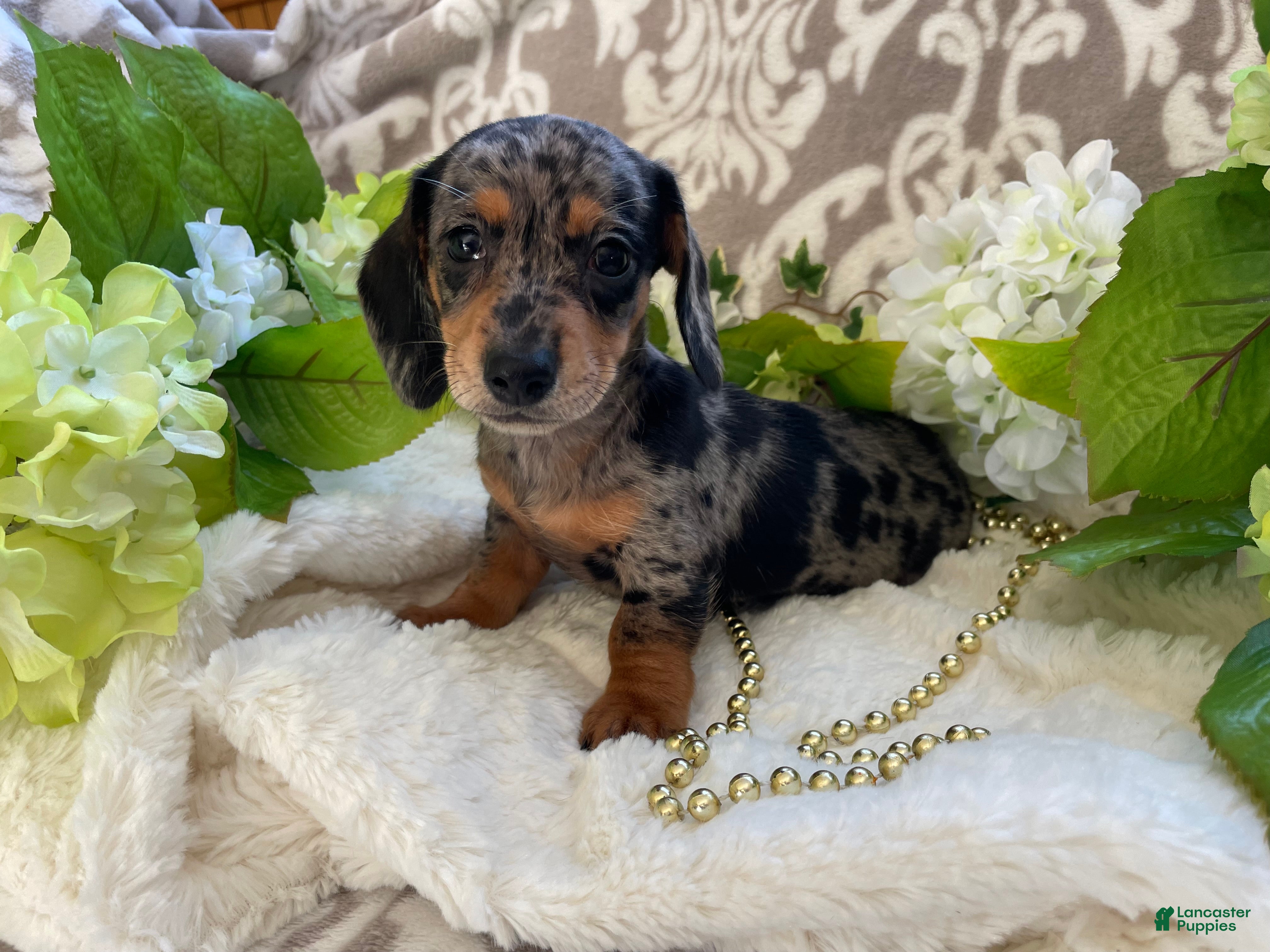 Miniature Dachshund dogs Elsie - Ad 2
