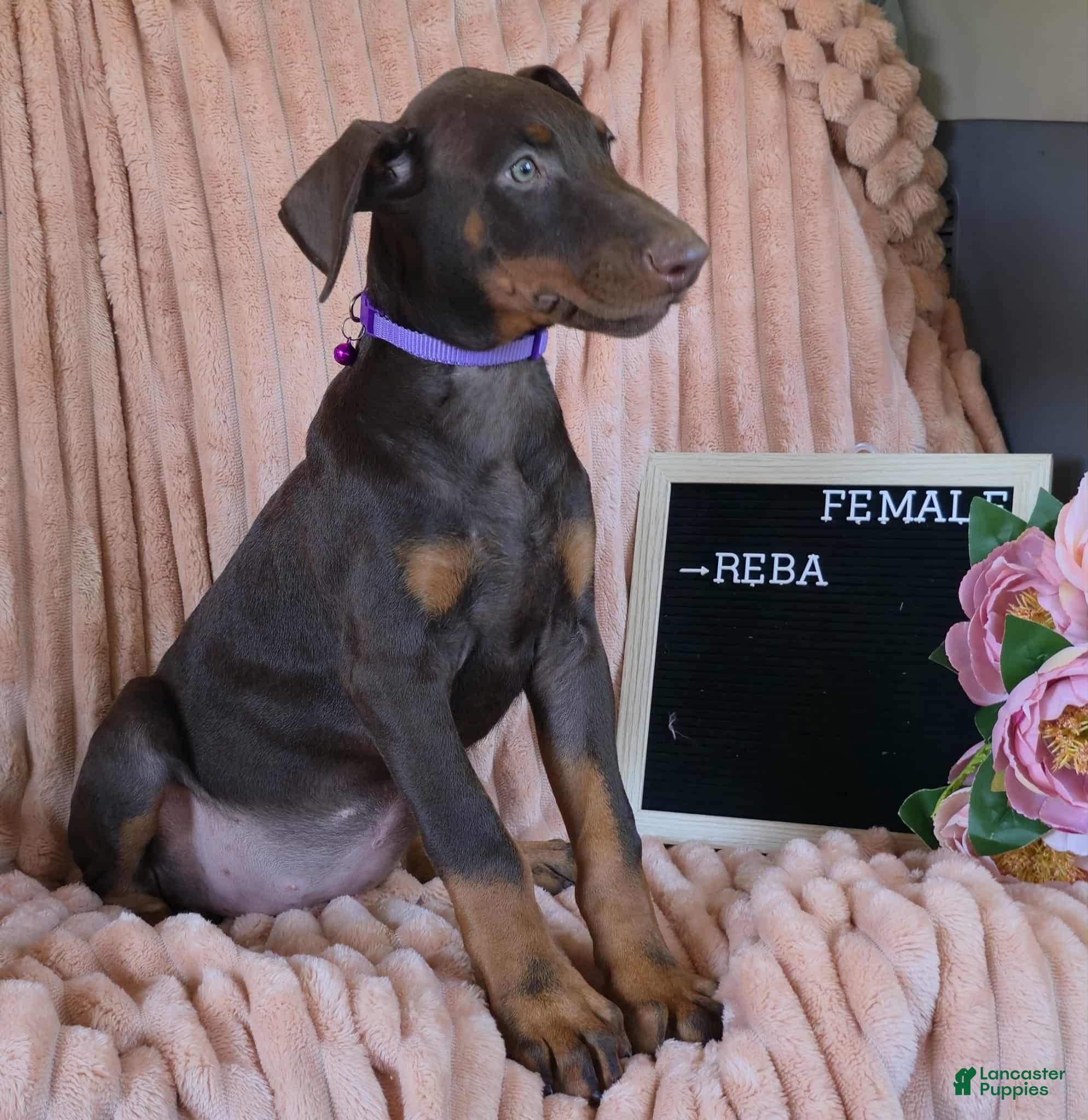 Doberman Pinscher Puppies for sale Lancaster Puppies