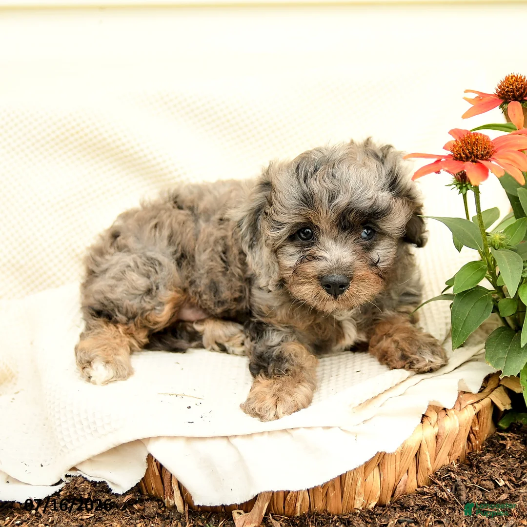 Cavapoo dogs for sale: Romeo - Ad 2