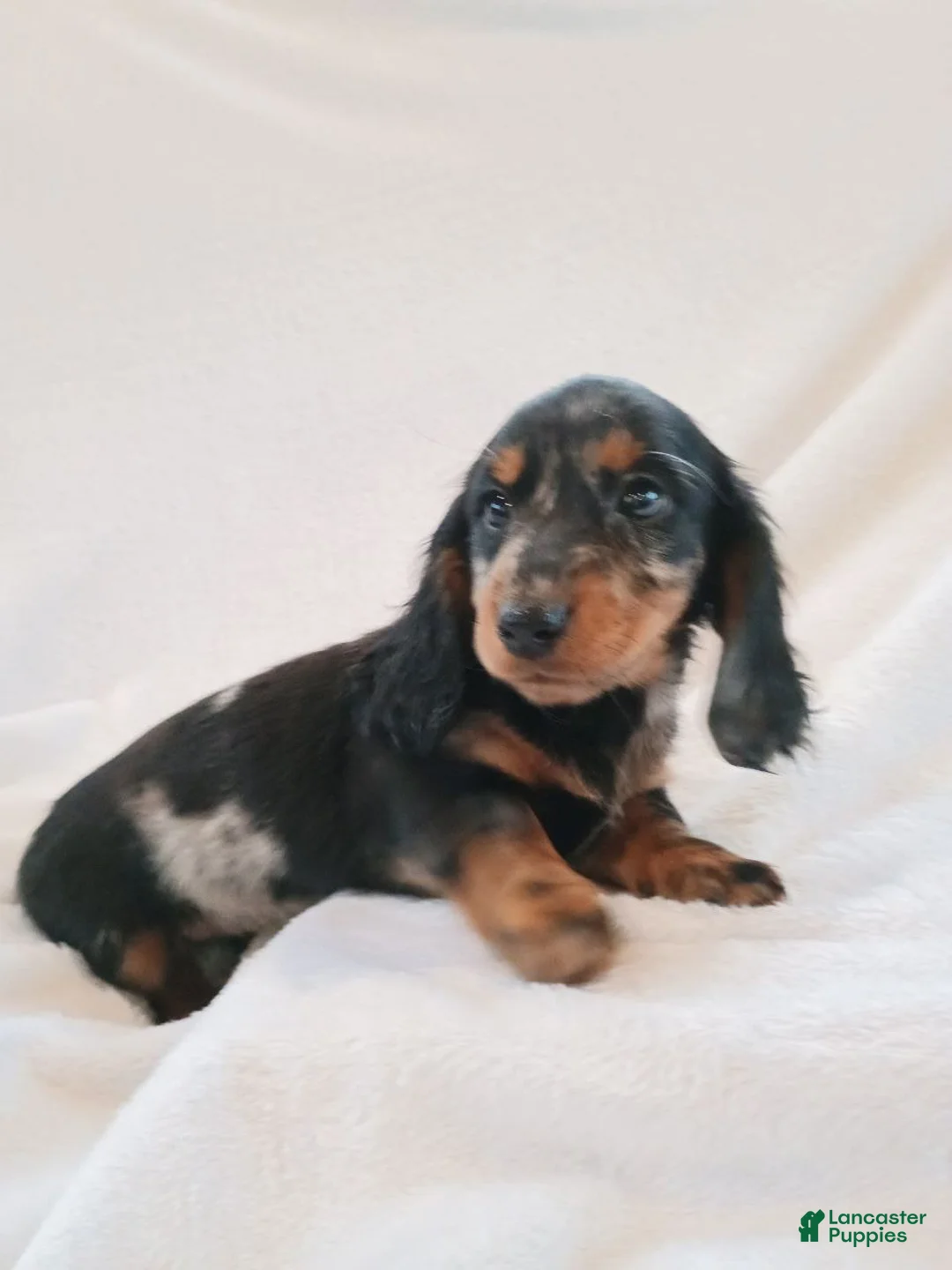 Miniature Dachshund dogs for sale: Cindy - Ad 6