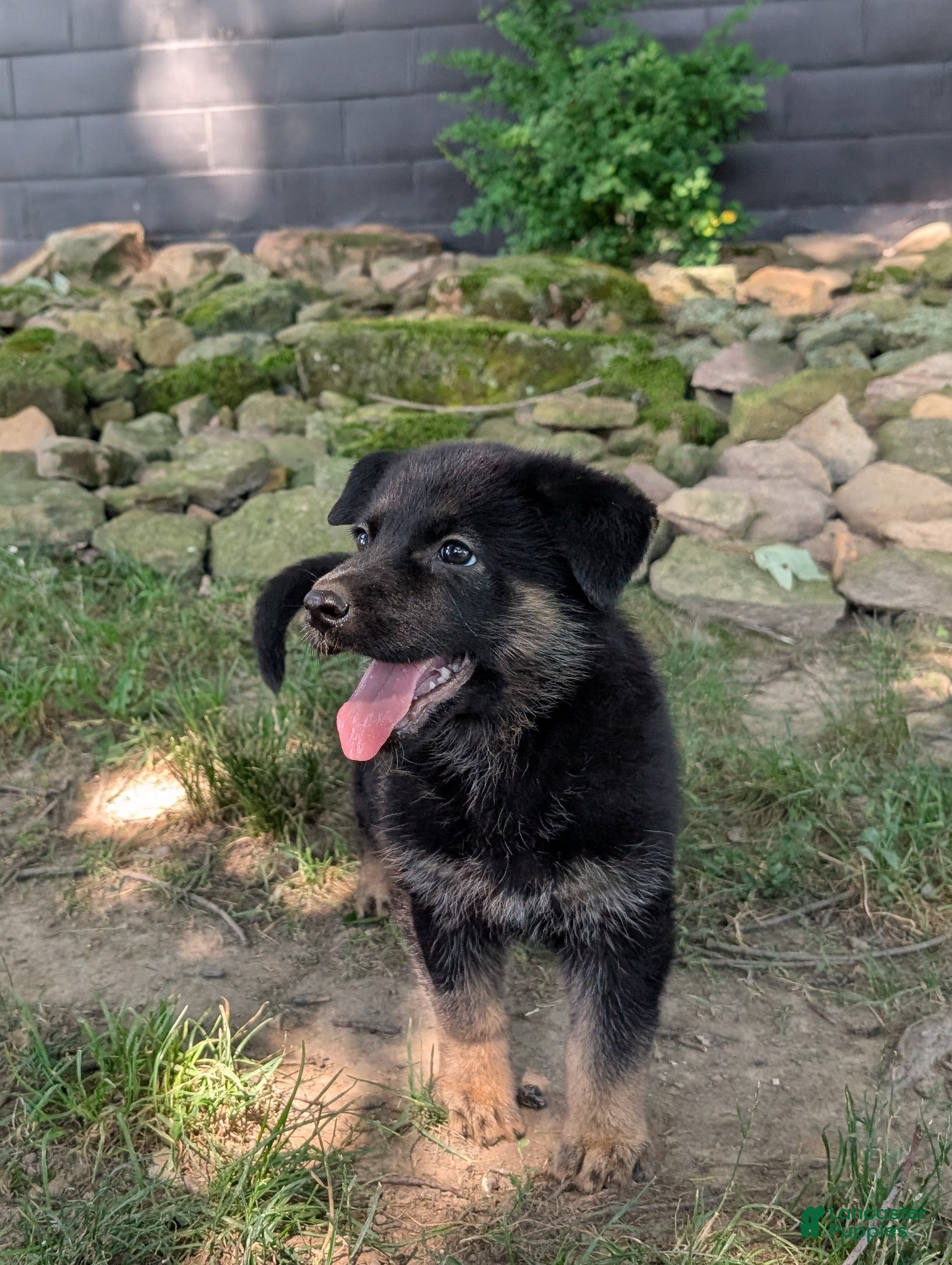 German Shepherd dogs Missy - Ad 1