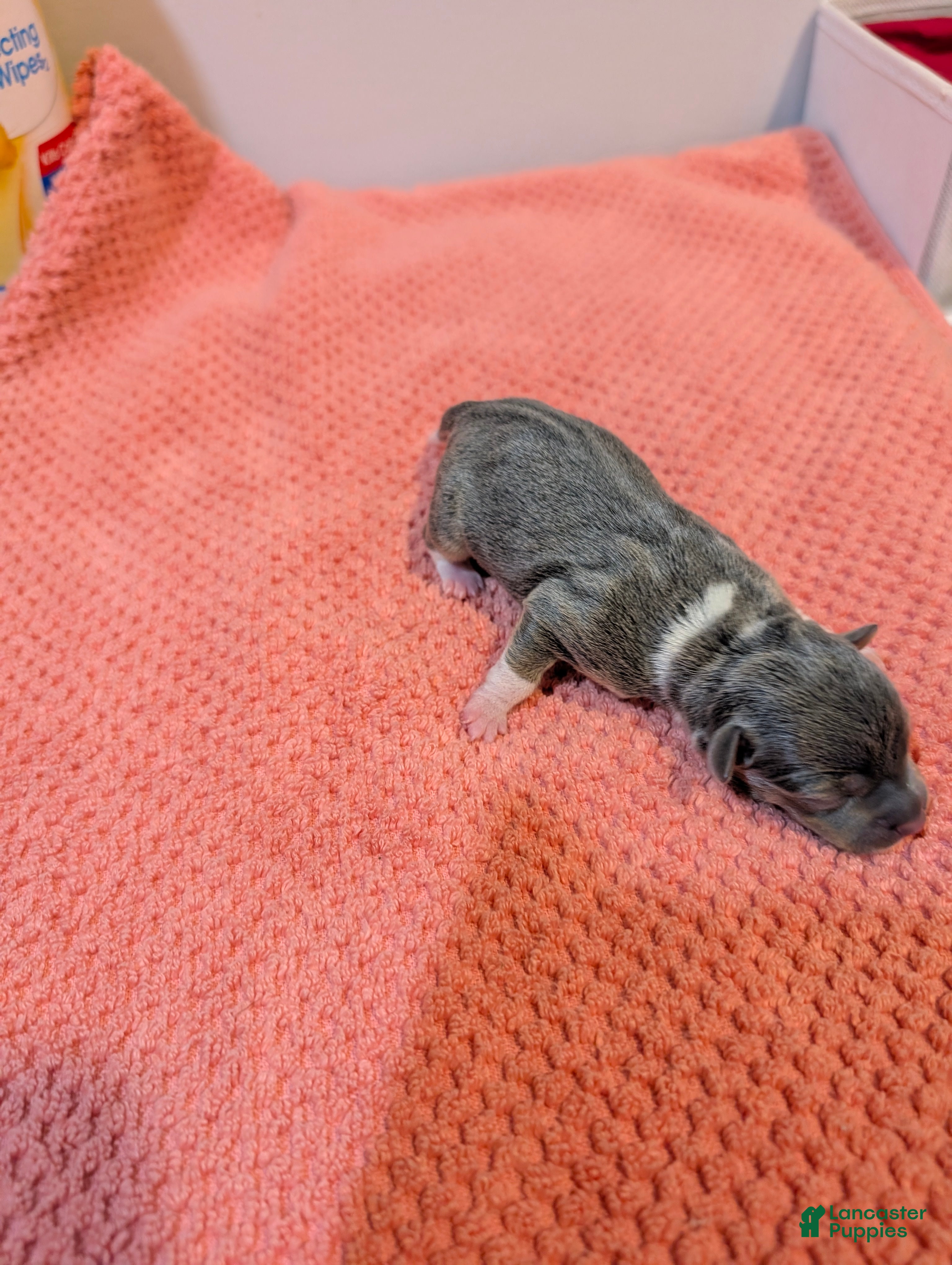 Rat Terrier dogs Annabelle - Mini Rat  - Ad 1