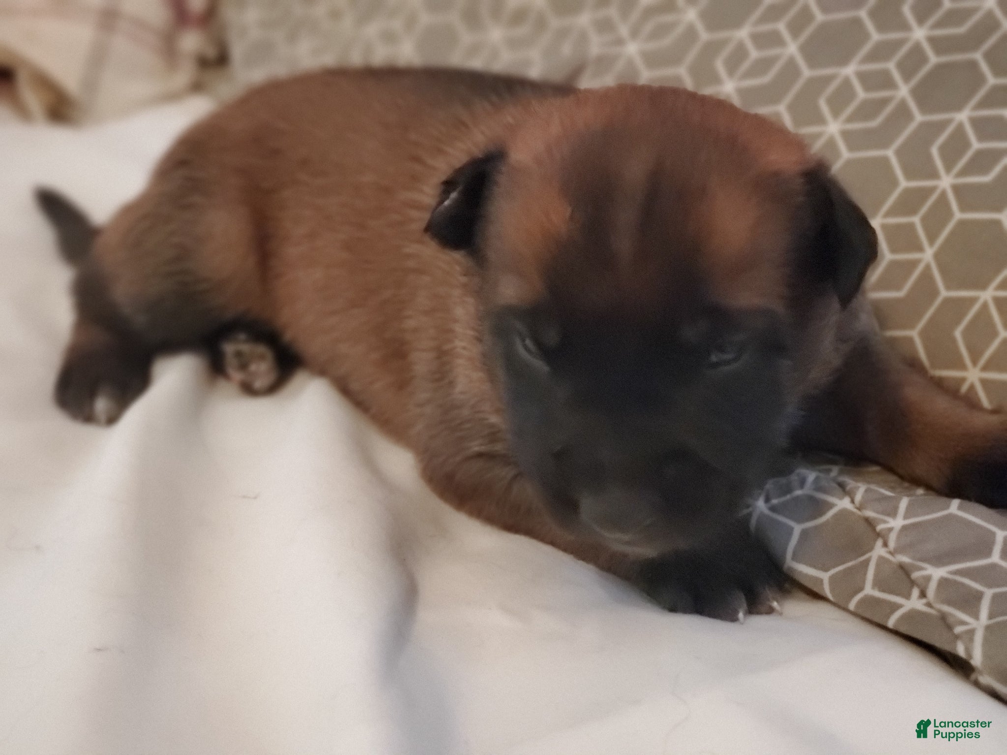 Belgian Malinois dogs Belgian Malinois Puppy 2 - Ad 38