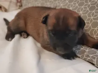 Belgian Malinois dogs Belgian Malinois Puppy 2 - Ad 14