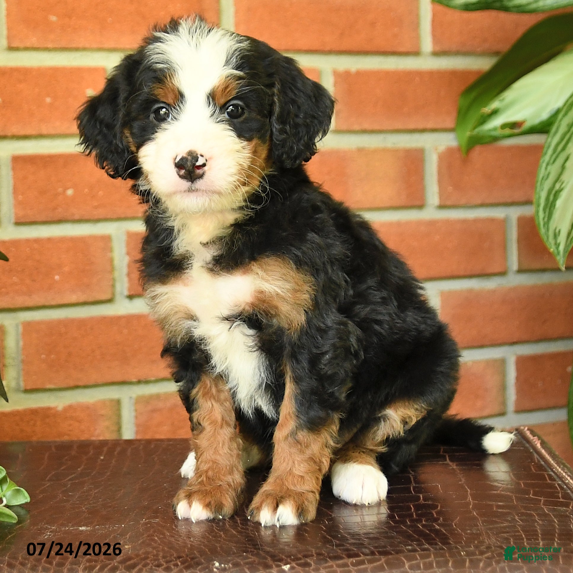 Bernedoodle dogs Jenny - Ad 2