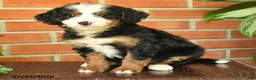 Bernedoodle dogs for sale: Jenny - Ad 2