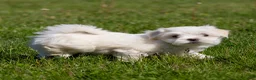 Maltese dogs for sale: Millie Maltese Puppy  - Ad 4