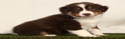 Miniature Australian Shepherd dogs for sale: Dallas - Ad 2