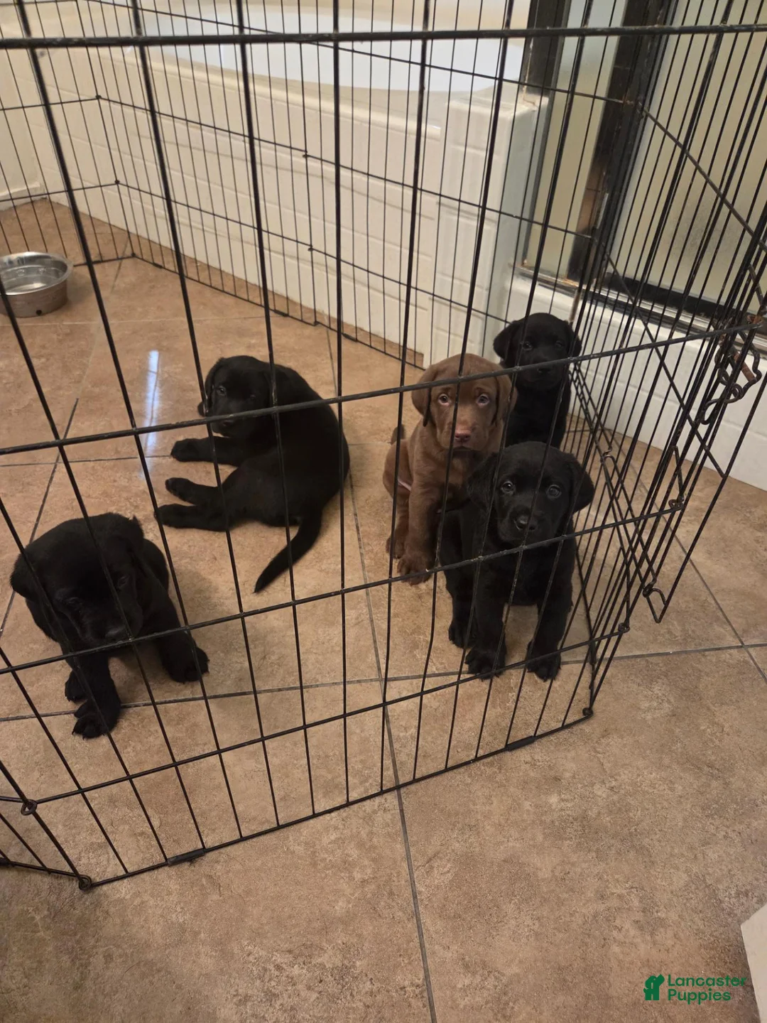 Labrador Retriever dogs for sale: Labrador Retriever 1 - Ad 2