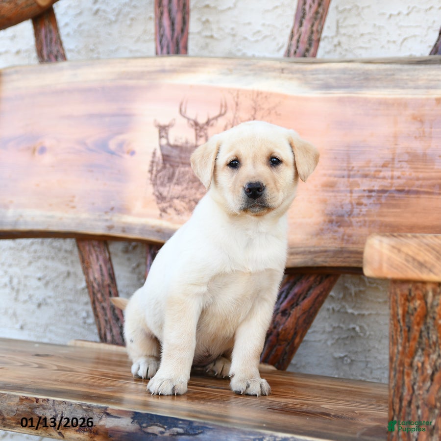 Labrador Retriever dogs Zinnia - Ad 42