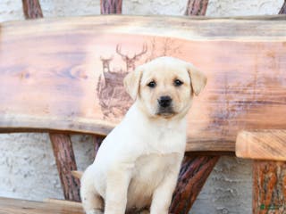 Labrador Retriever dogs Zinnia - Ad 42