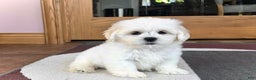 Lhasa Apso dogs for sale: Princess - Ad 4