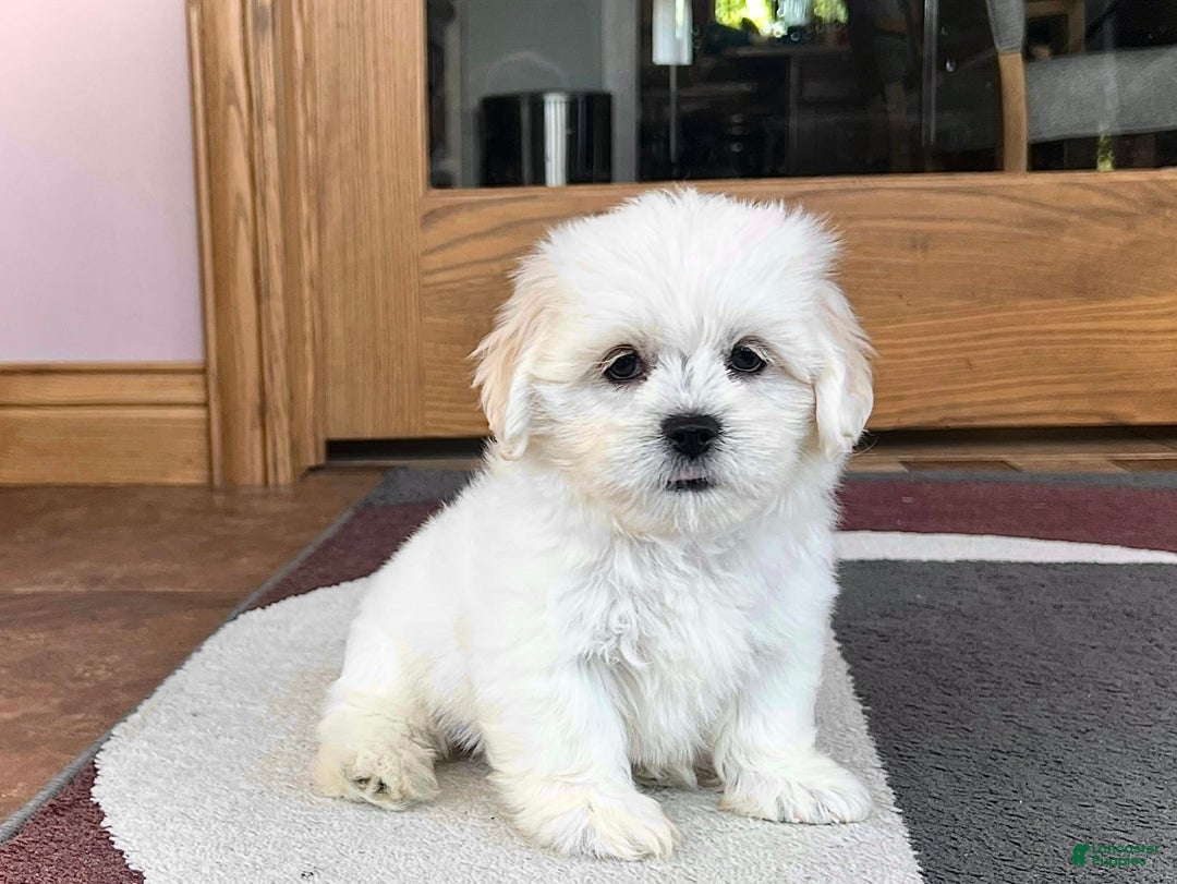 Lhasa Apso dogs for sale: Princess - Ad 4