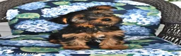 Yorkshire Terrier dogs for sale: Timothy - Ad 4