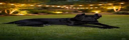 Cane Corso dogs for sale: Cane Corso 2 - Ad 11